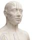 3B Scientific N30 Acupuncture Model - Male