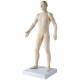 Acupuncture Model - Male