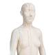 3B Scientific N31 Acupuncture Model - Female