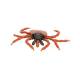 3B Scientific R50 Castor-Bean Tick Model (Ixodes Ricinus)