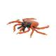 3B Scientific R50 Castor-Bean Tick Model (Ixodes Ricinus)