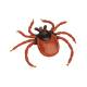 3B Scientific R50 Castor-Bean Tick Model (Ixodes Ricinus)