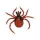 3B Scientific R50 Castor-Bean Tick Model (Ixodes Ricinus)