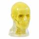 RS-108T Transparent Head Phantom With Cervical Spine