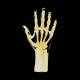 RS-114T Opaque Anthropomorphic Hand Wrist Phantom - Transparent