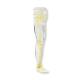 RSD RS-123T Transparent Anthropomorphic Complete Leg Hip Phantom