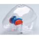 RSD RS-901T Transparent Brain Shell with  Striatum