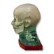RSD RS-MMH Multi-Modality Fusion Head Phantom - Side View