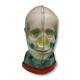 RSD RS-MMH Multi-Modality Fusion Head Phantom