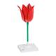 3B Scientific T210101 Tulip Flower (Tulipa Gesneriana) Model