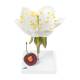 3B Scientific T210191 Cherry Blossom with Fruit (Prunus Avium) Model