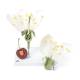 3B Scientific T210191 Cherry Blossom with Fruit (Prunus Avium) Model