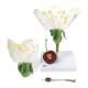 3B Scientific T210191 Cherry Blossom with Fruit (Prunus Avium) Model