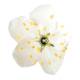 3B Scientific T210191 Cherry Blossom with Fruit (Prunus Avium) Model