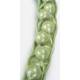 Canola (Brassica Napus ssp. Oleifera) Model - 12 Times Life-Size 3-Part