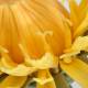 Dandelion (Taraxacum Officinale) Model