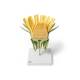 3B Scientific T21022 Dandelion (Taraxacum Officinale) Model - Inflorescence (10x Life-Size)