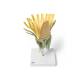 3B Scientific T21022 Dandelion (Taraxacum Officinale) Model - Inflorescence (10x Life-Size)