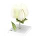 3B Scientific T21026 Pea Blossom (Pisum Sativum) Model - 12-Part