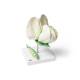 3B Scientific T21026 Pea Blossom (Pisum Sativum) Model - 12-Part