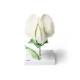 Pea Blossom (Pisum Sativum) Model - 12-Part