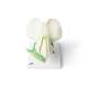 3B Scientific T21026 Pea Blossom (Pisum Sativum) Model - 12-Part
