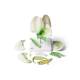 3B Scientific T21026 Pea Blossom (Pisum Sativum) Model - 12-Part