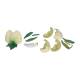 3B Scientific T21026 Pea Blossom (Pisum Sativum) Model - 12-Part