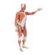 3B Scientific VA01 Male Muscular Model Life-Size 37-Part - 3B Smart Anatomy