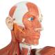 3B Scientific VA01 Male Muscular Model Life-Size 37-Part - 3B Smart Anatomy