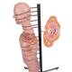 3B Scientific VA20 MRI Torso 15 Transverse Sections - 3B Smart Anatomy