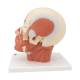 3B Scientific VB127 Head and Neck Musculature Model - 3B Smart Anatomy