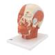 3B Scientific VB127 Head and Neck Musculature Model - 3B Smart Anatomy