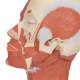 3B Scientific VB127 Head and Neck Musculature Model - 3B Smart Anatomy