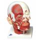 Head and Neck Musculature Model