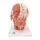 3B Scientific VB128 Head and Neck Musculature Model with Blood Vessels - 3B Smart Anatomy