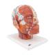 3B Scientific VB128 Head and Neck Musculature Model with Blood Vessels - 3B Smart Anatomy