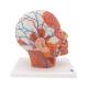 3B Scientific VB128 Head and Neck Musculature Model with Blood Vessels - 3B Smart Anatomy