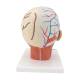 3B Scientific VB128 Head and Neck Musculature Model with Blood Vessels - 3B Smart Anatomy