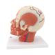 3B Scientific VB128 Head and Neck Musculature Model with Blood Vessels - 3B Smart Anatomy