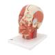 3B Scientific VB128 Head and Neck Musculature Model with Blood Vessels - 3B Smart Anatomy