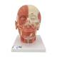 3B Scientific VB129 Head and Neck Musculature Model with Nerves - 3B Smart Anatomy