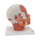 3B Scientific VB129 Head and Neck Musculature Model with Nerves - 3B Smart Anatomy