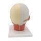 3B Scientific VB129 Head and Neck Musculature Model with Nerves - 3B Smart Anatomy