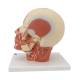 3B Scientific VB129 Head and Neck Musculature Model with Nerves - 3B Smart Anatomy