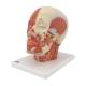 3B Scientific VB129 Head and Neck Musculature Model with Nerves - 3B Smart Anatomy