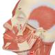 3B Scientific VB129 Head and Neck Musculature Model with Nerves - 3B Smart Anatomy