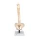 3B Scientific VB84 Flexible Spine Model with Soft Intervertebral Discs - 3B Smart Anatomy