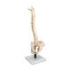 3B Scientific VB84 Flexible Spine Model with Soft Intervertebral Discs - 3B Smart Anatomy