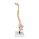 3B Scientific VB84 Flexible Spine Model with Soft Intervertebral Discs - 3B Smart Anatomy